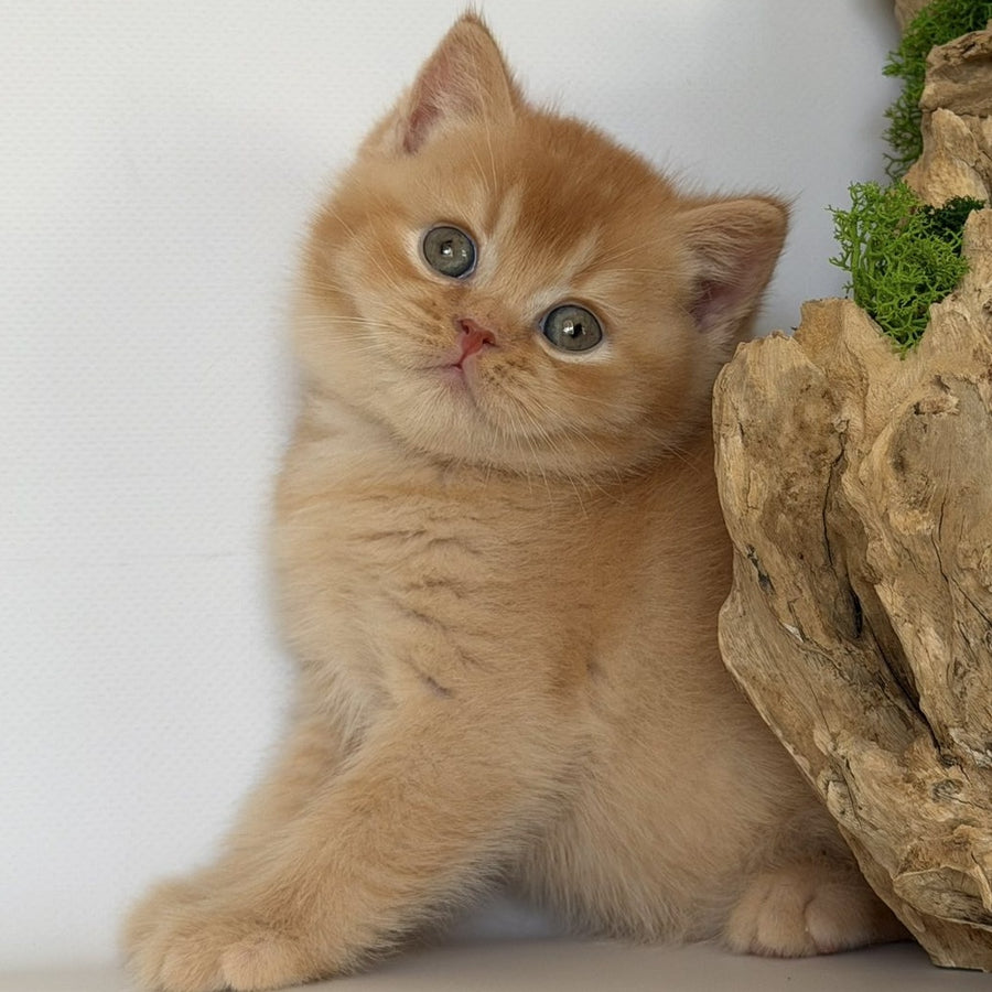 Gio British Shorthair male, red
