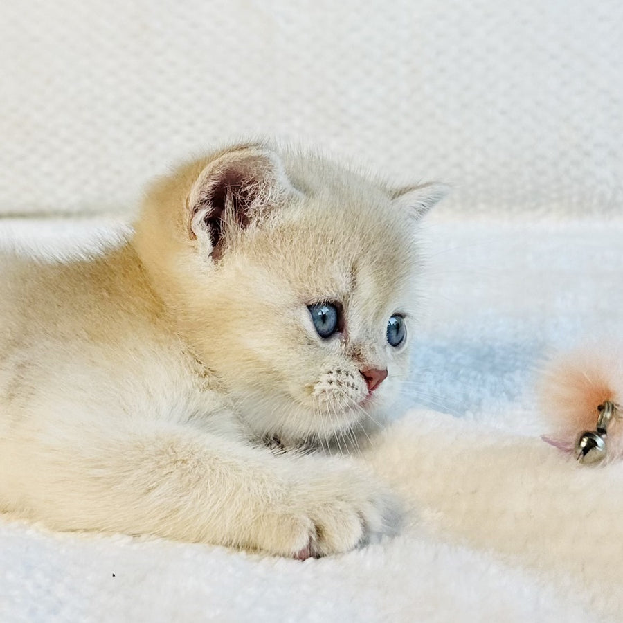 Galaxy Star British Shorthair male, lilac golden shaded