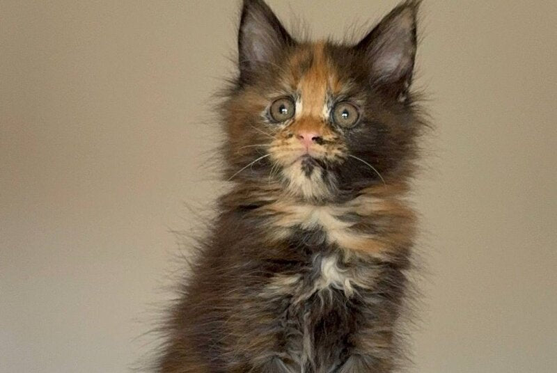 Oriko Maine Coon female, black tortie with white