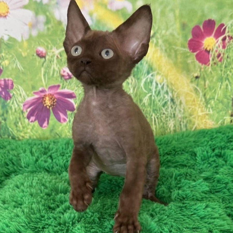 Ike Devon Rex male, chocolate