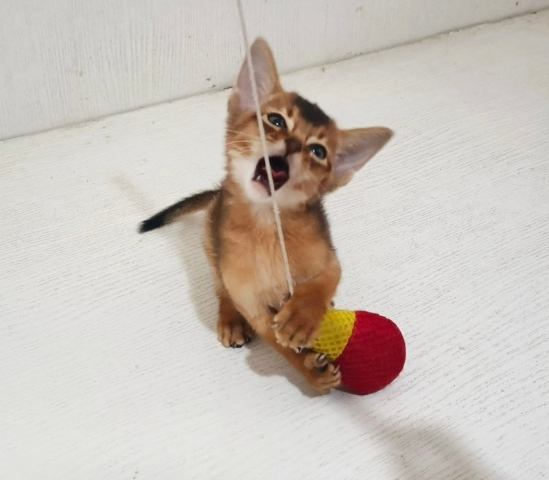Griffin Abyssinian male ruddy - live animals