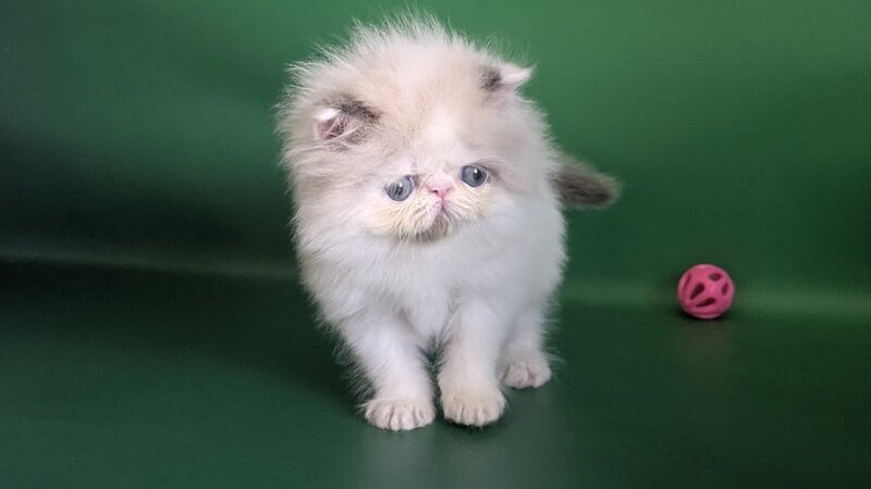 Nemо Persian male, cream pointed bicolour