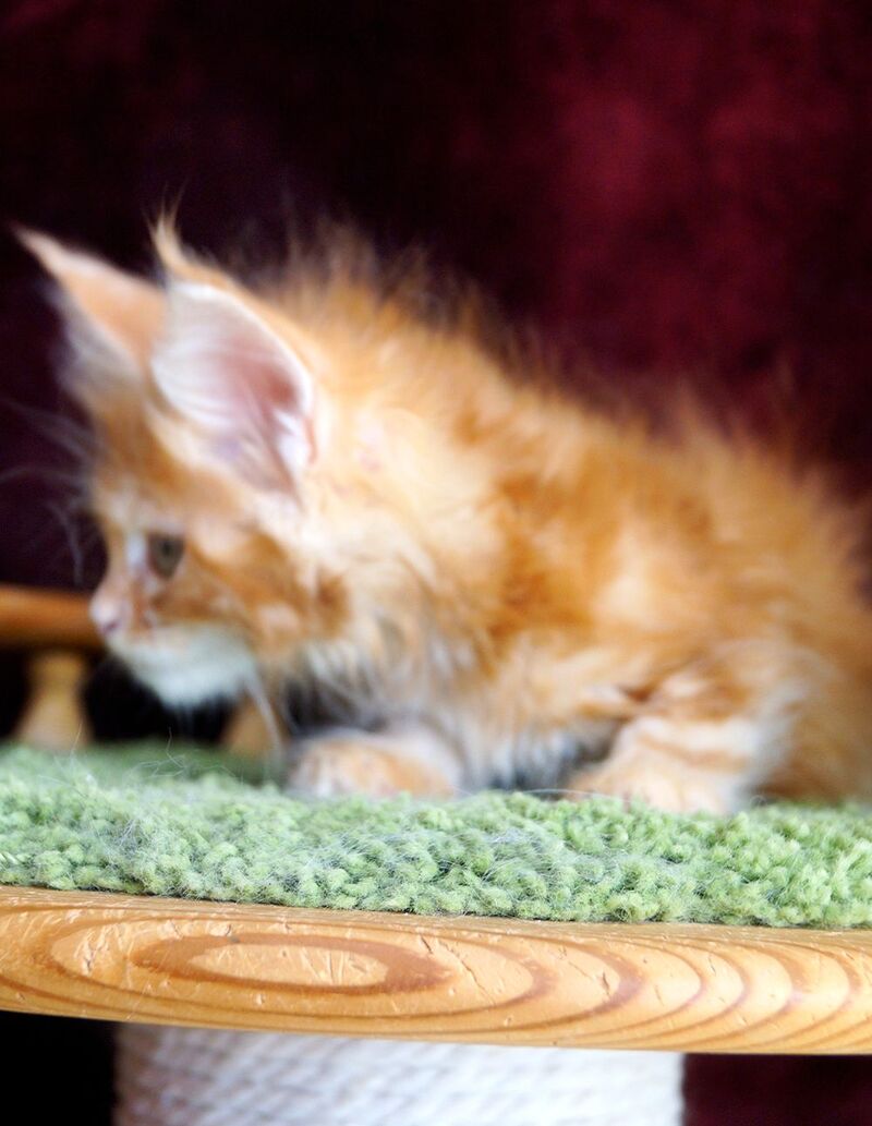 Orlenok Maine Coon male red silver tabby - live animals
