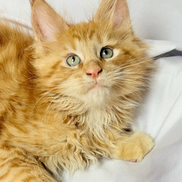 Maximilian Maine Coon male, red