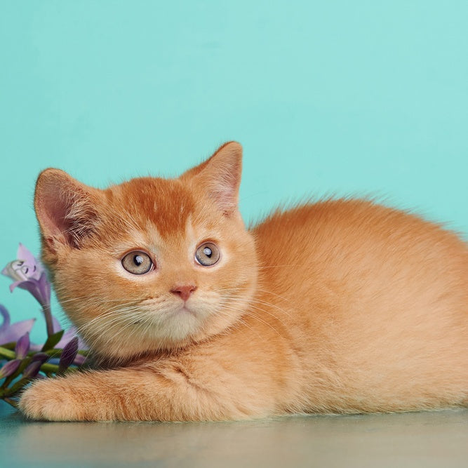 Puffy British Shorthair male, red