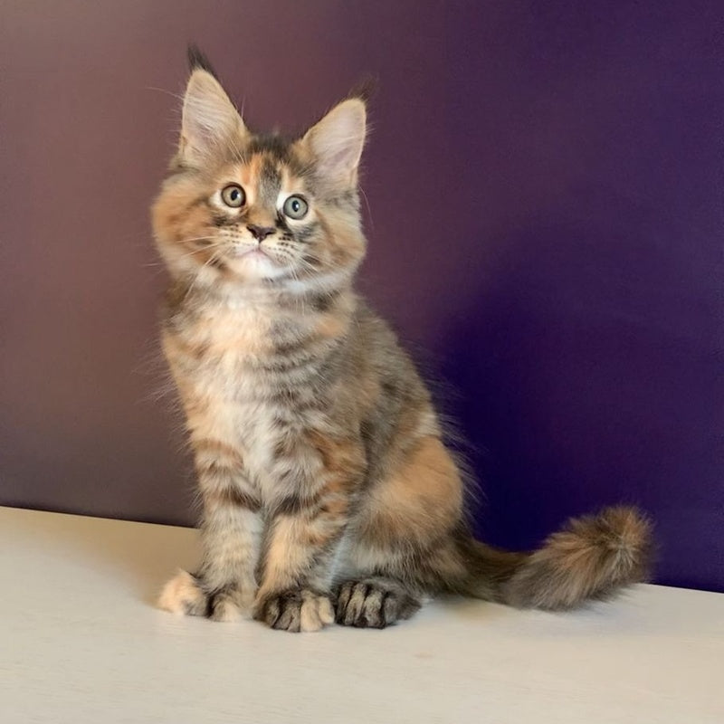 Rafaela Maine Coon polydactyl 6x6x6x6 female, black tortie tabby