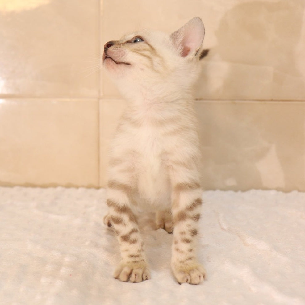 Xander Bengal male, black spotted tabby pointed