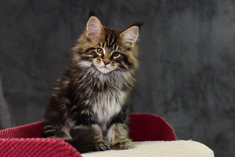 Caesar Maine Coon male, black tabby