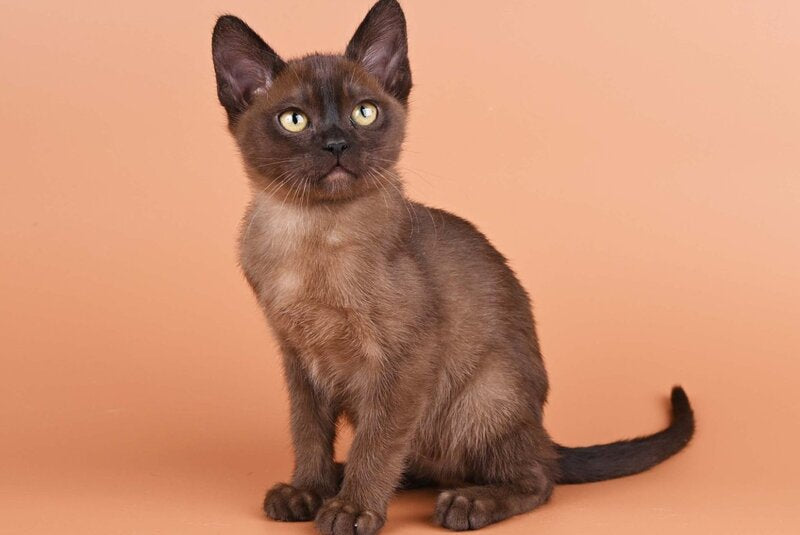 Zakhar Burmese male, black