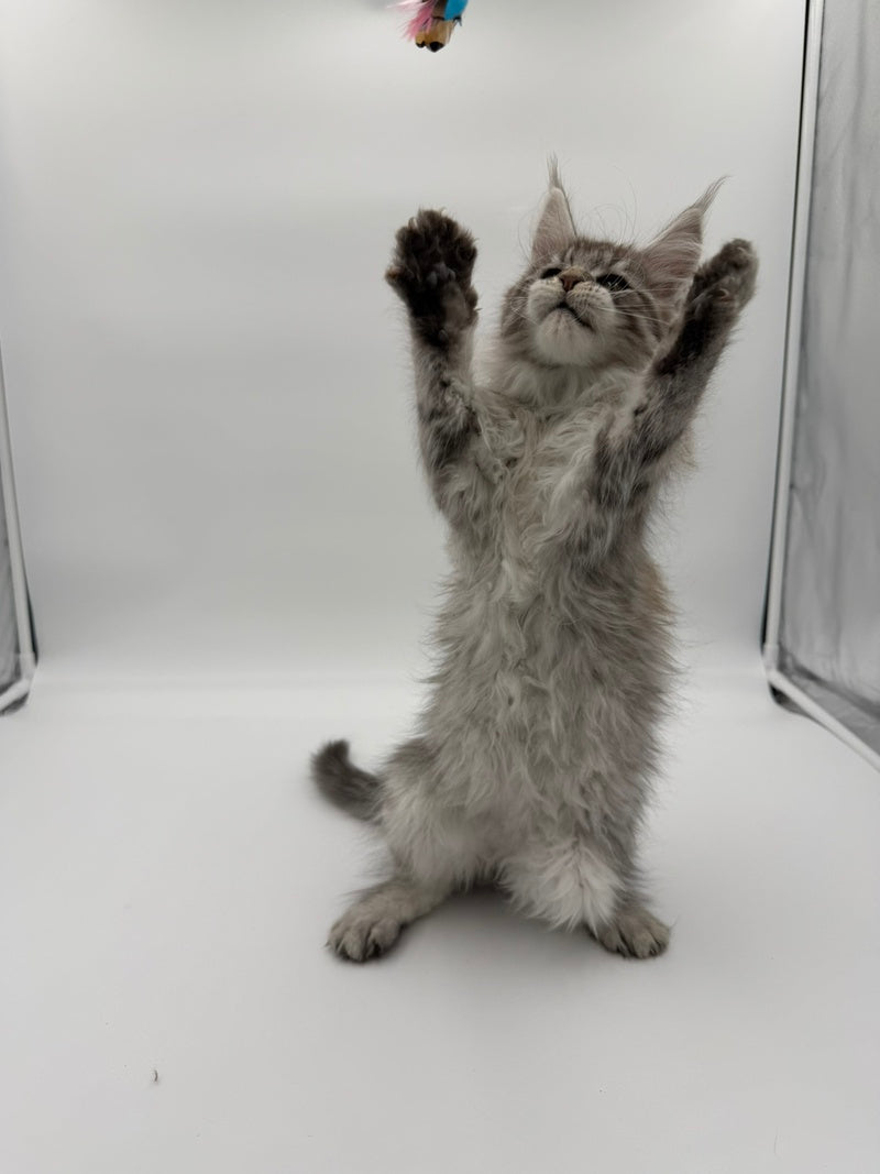 Ketana Maine Coon female black silver tabby - live animals