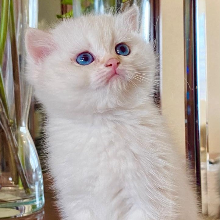 Montana British Shorthair female, chocolate golden chinchilla
