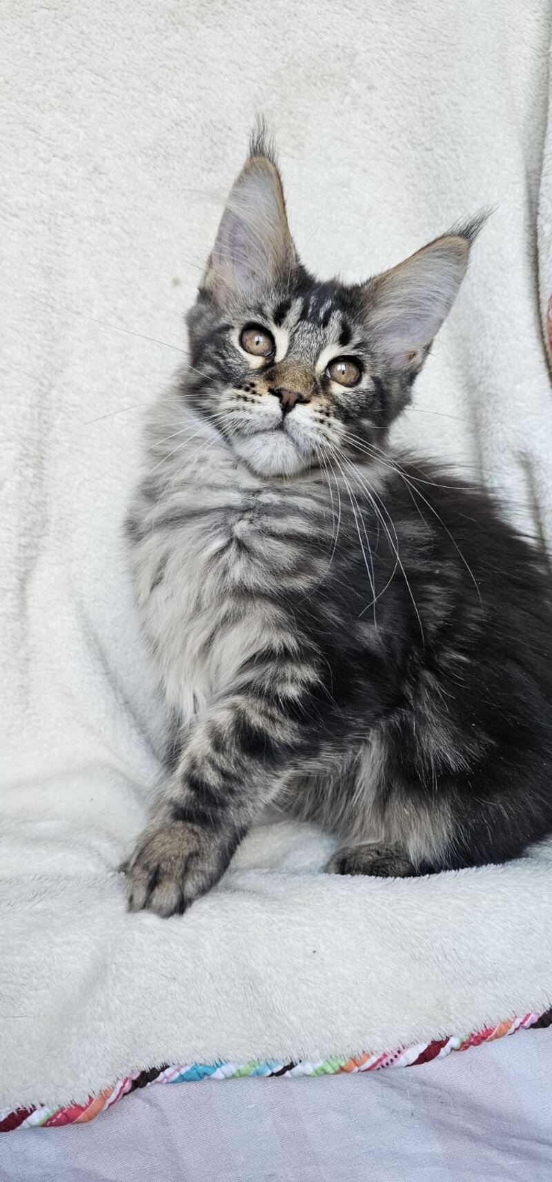 Paprika Maine Coon female black tabby live animals