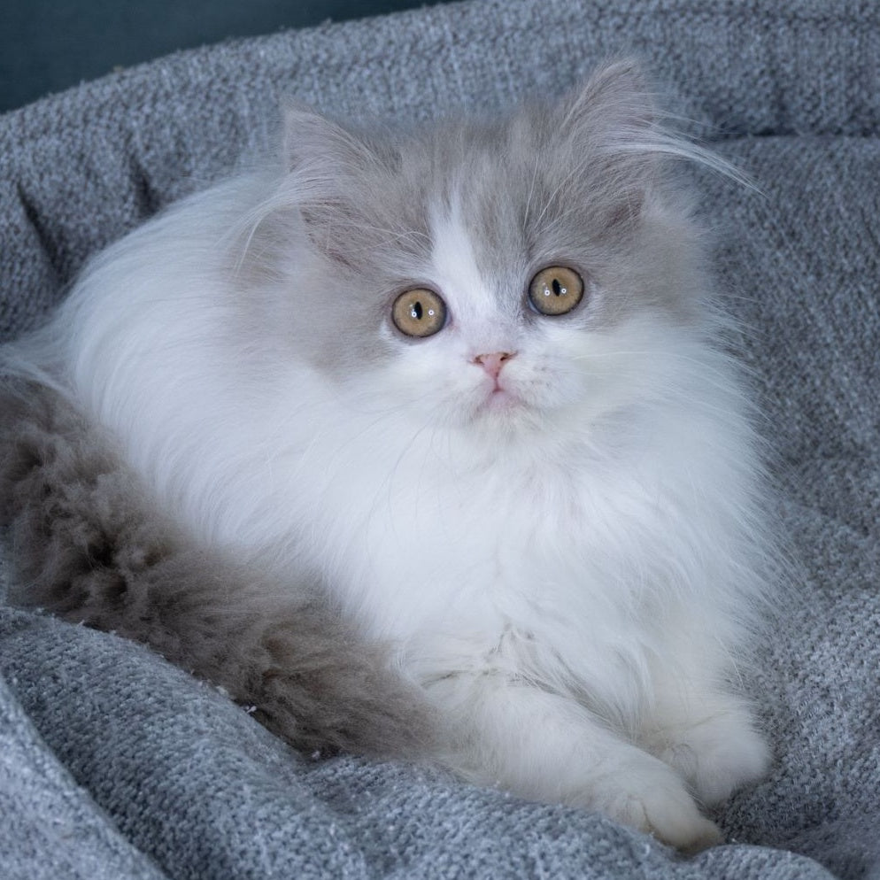 Elektra Selkirk Rex female, lilac harlequin
