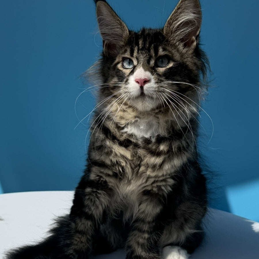 Kira’s Maine Coon polydactyl 6x6x6x6 male, black spotted tabby bicolour