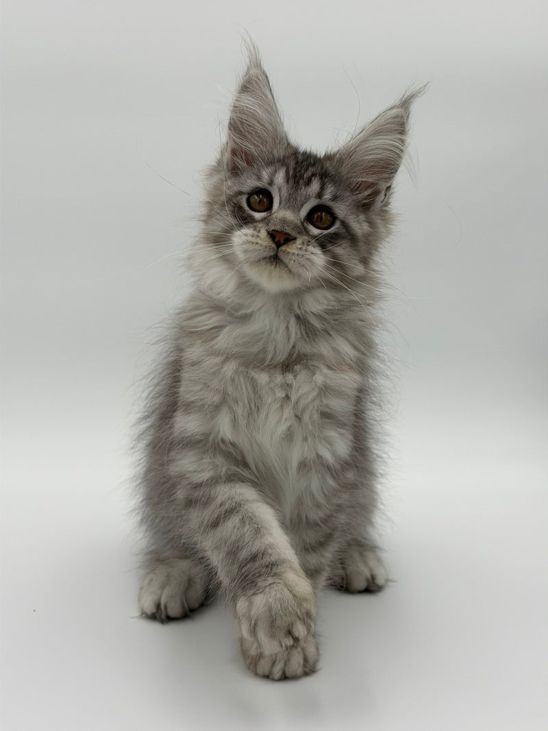Kleo Maine Coon male black silver tabby - live animals