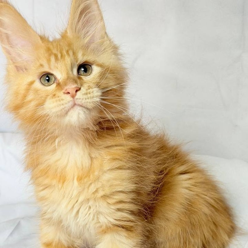 Luthor Maine Coon male, red tabby