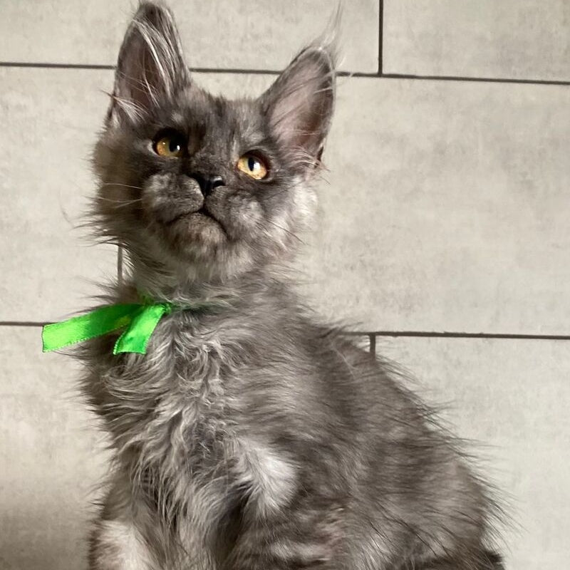 Ural Maine Coon male, black silver