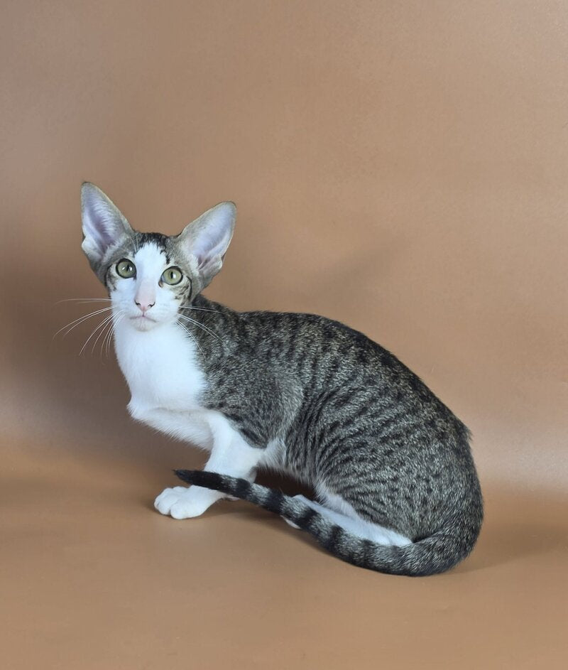 Ulya Oriental Shorthair female black bicolour spotted tabby - live animals