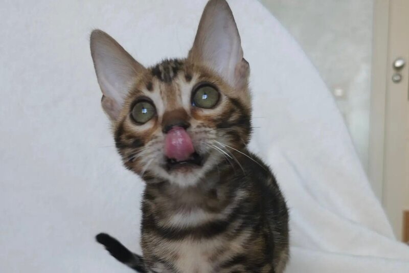 Tomagochi Bengal male black spotted tabby - live animals