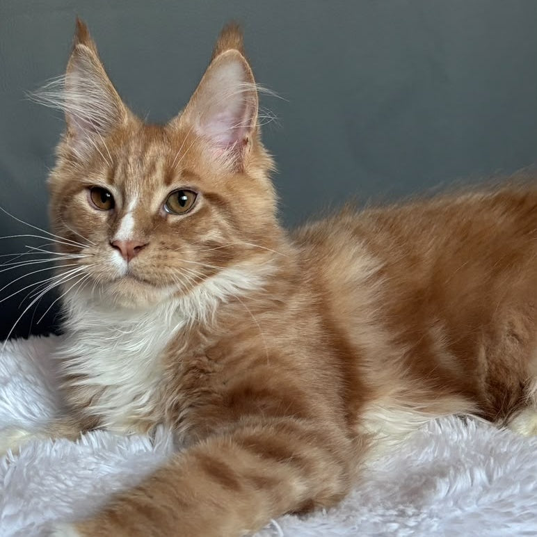 Charlie Maine Coon male, cream bicolour
