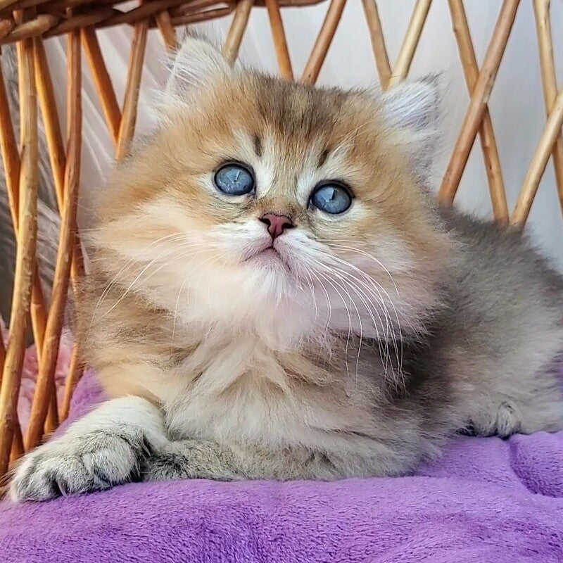 Zeus British Longhair male black golden ticked tabby - live animals