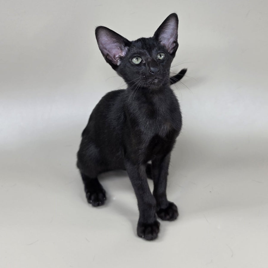 Xolotl Oriental Shorthair male, black
