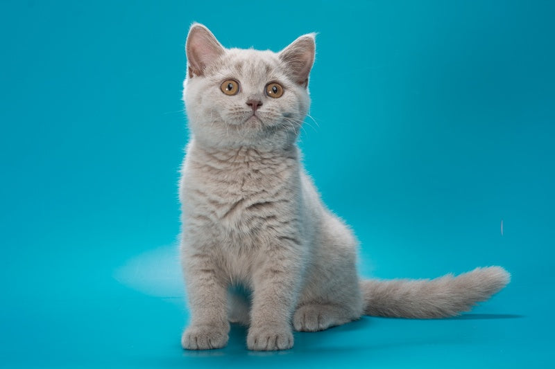 Oriana British Shorthair female, lilac