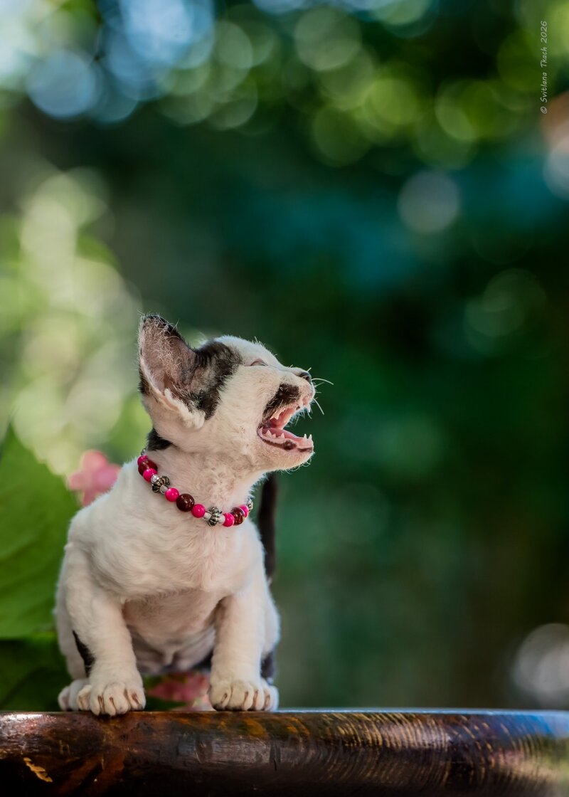 Lelya Devon Rex female, black harlequin