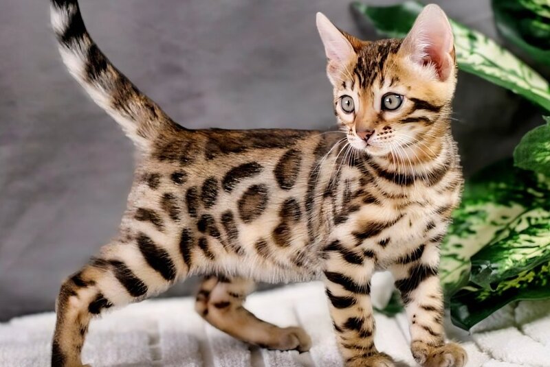 Quentin Bengal male, black spotted tabby
