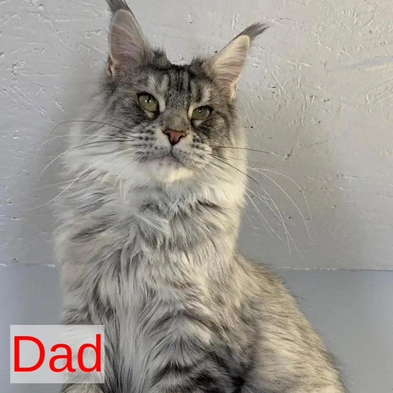 Lavr Maine Coon male, black silver tabby
