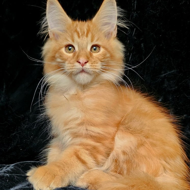 Sanny Maine Coon male, red tabby