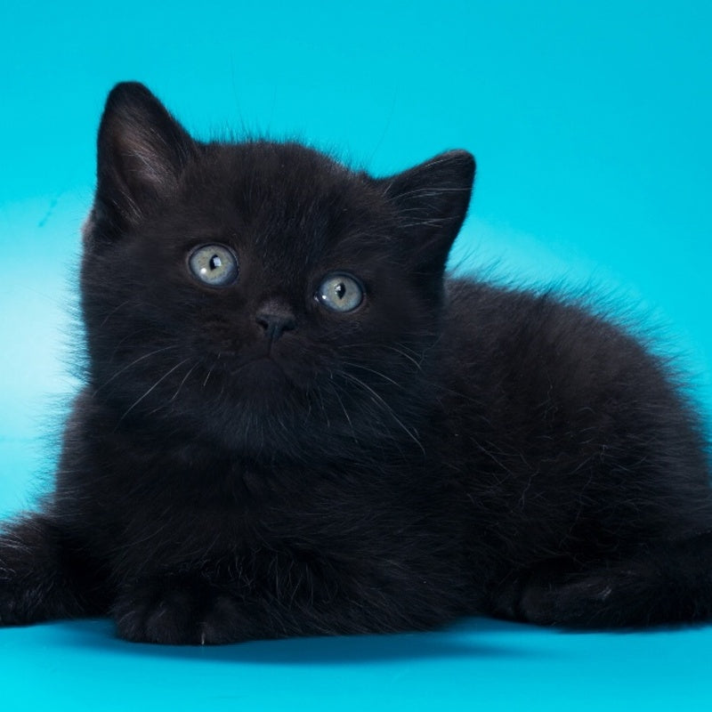 Quantum British Shorthair male, black