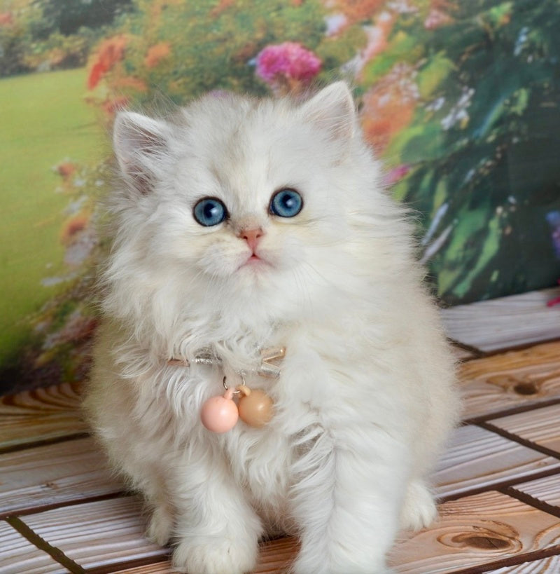 Ruby Scottish Straight female black silver shaded - live animals
