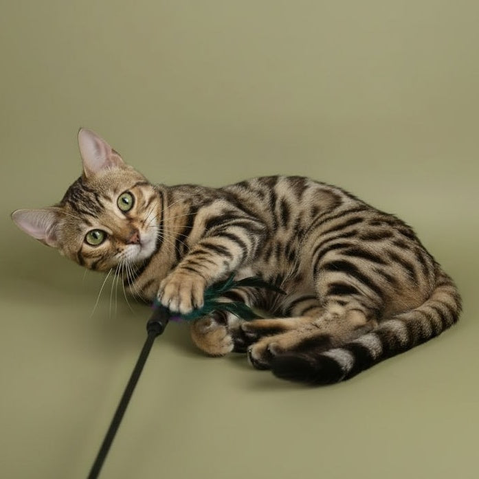Wendy Bengal female, black spotted tabby