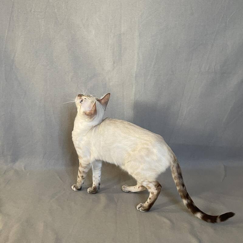 Jelly Bengal female, black spotted tabby pointed