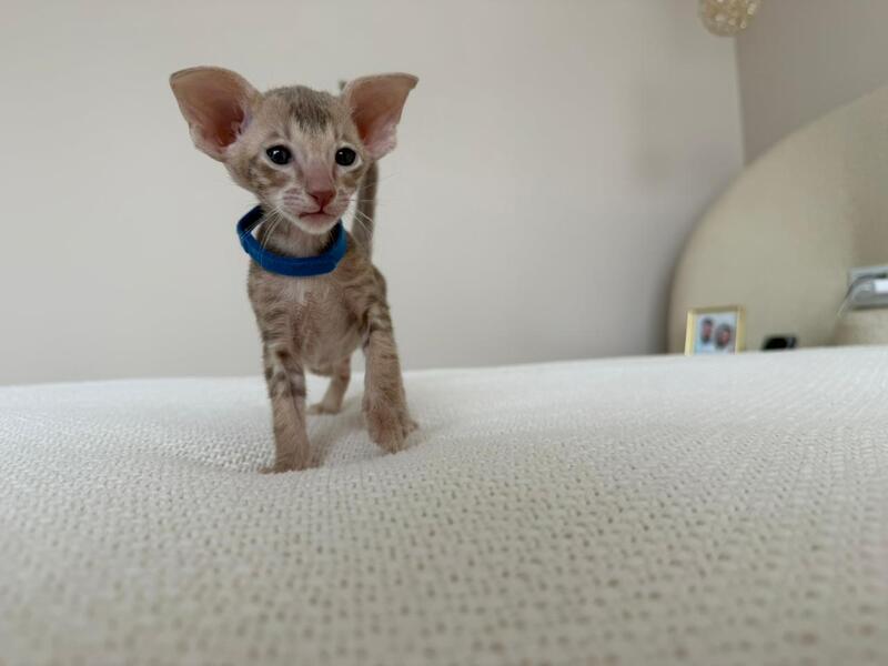 Atlas Oriental Shorthair male lilac tabby - live animals