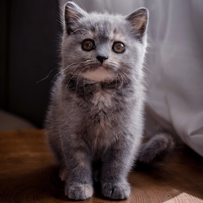Aivi British Shorthair female, blue tortie
