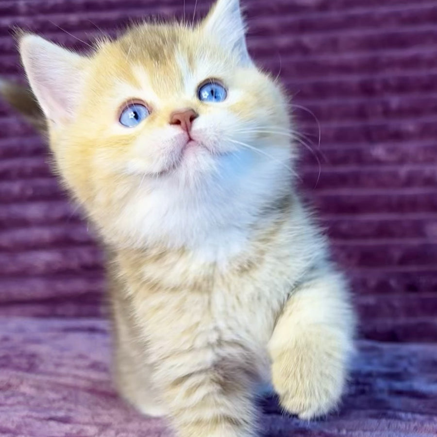 Eden British Shorthair female, cinnamon golden shaded with white