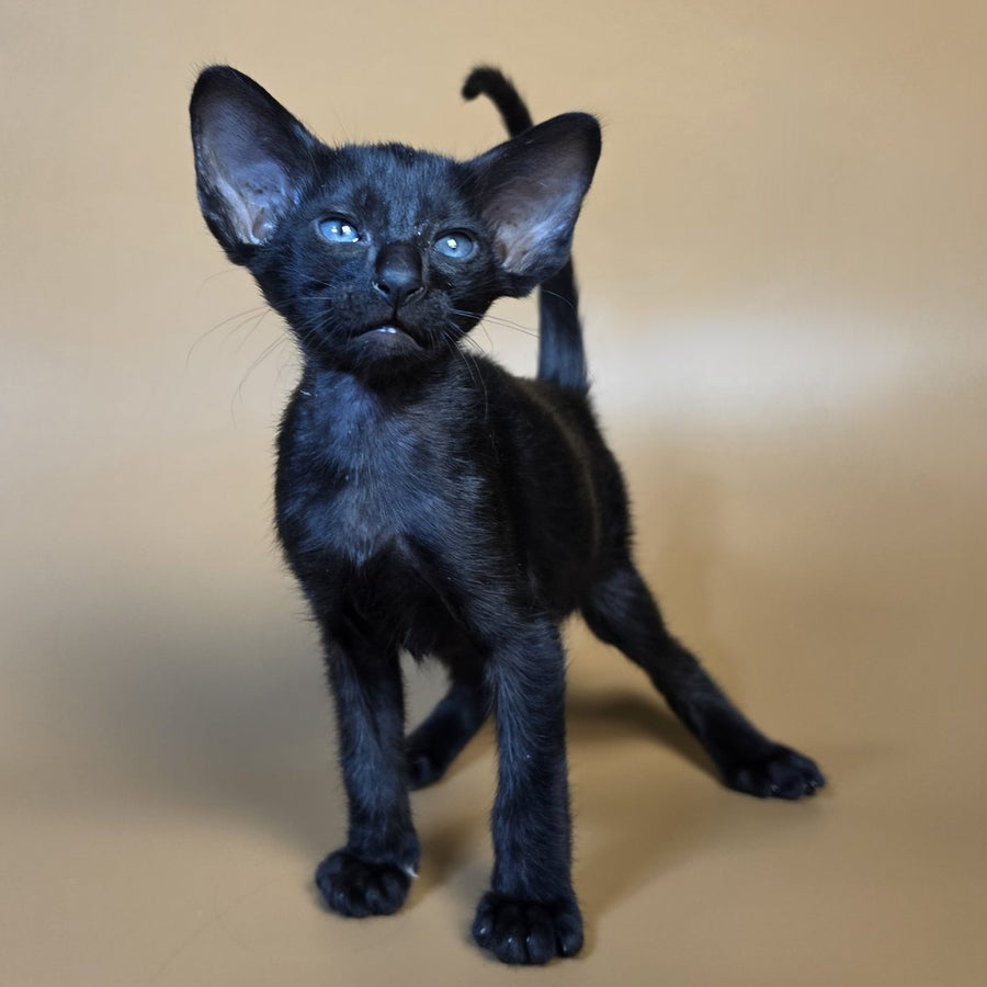 Finn Oriental Shorthair male, black