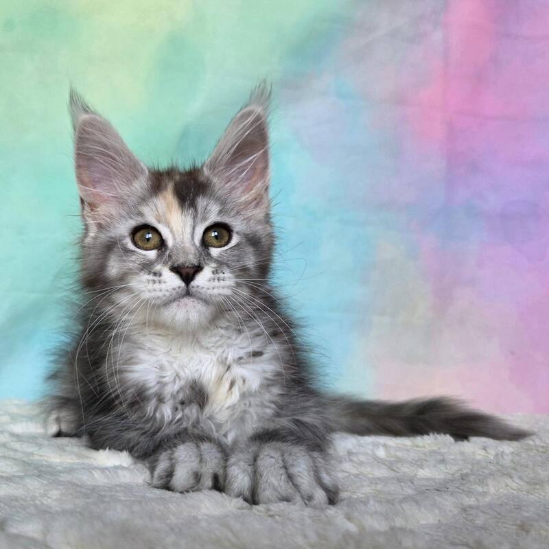 Psychea Maine Coon female, black tortie silver ticked tabby