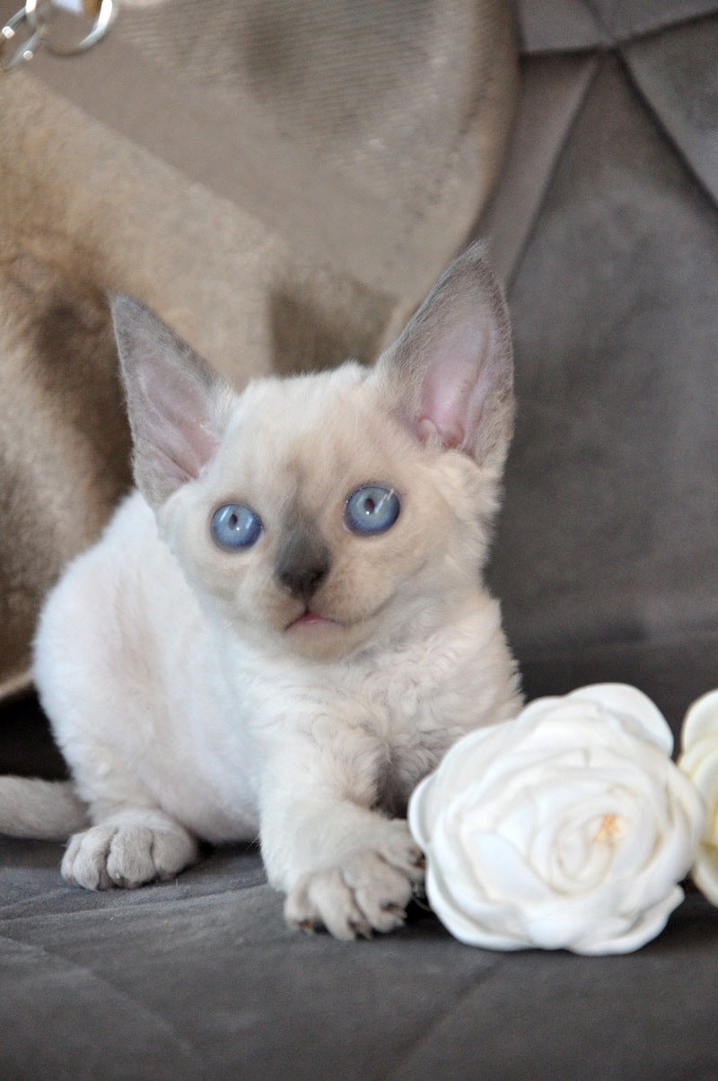 Agatha Devon Rex female blue pointed - live animals