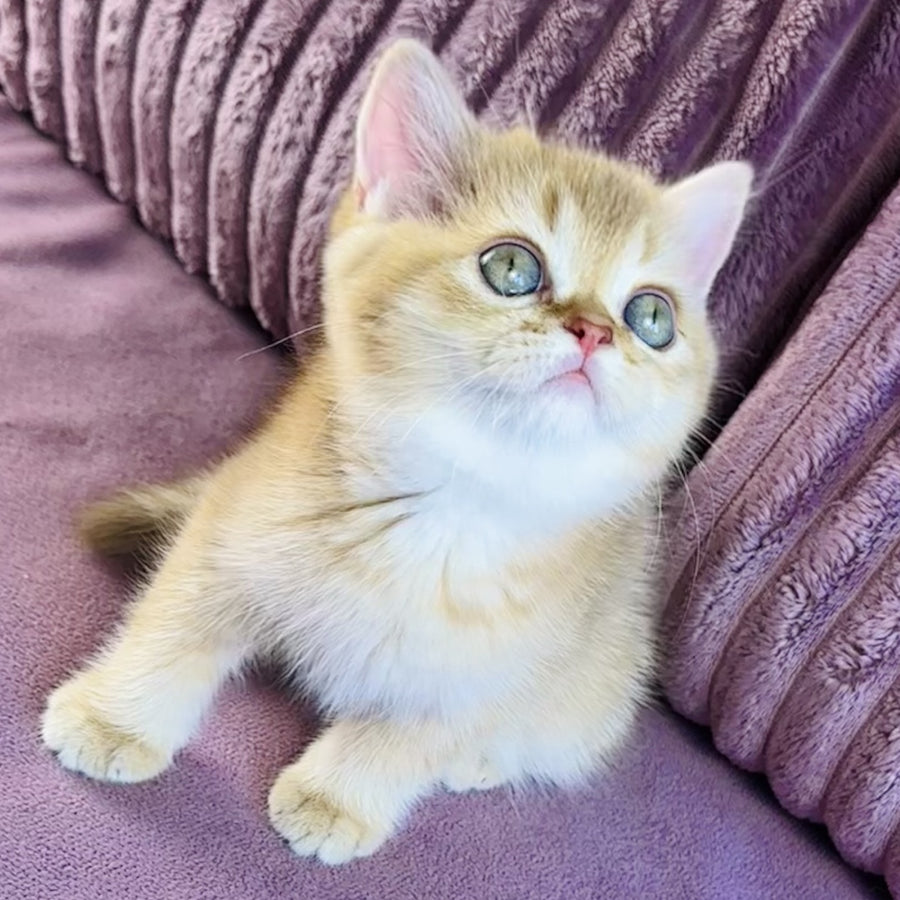 Golden Rose British Shorthair female, cinnamon golden shaded
