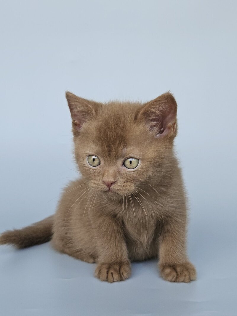 Atlas British Shorthair male, cinnamon