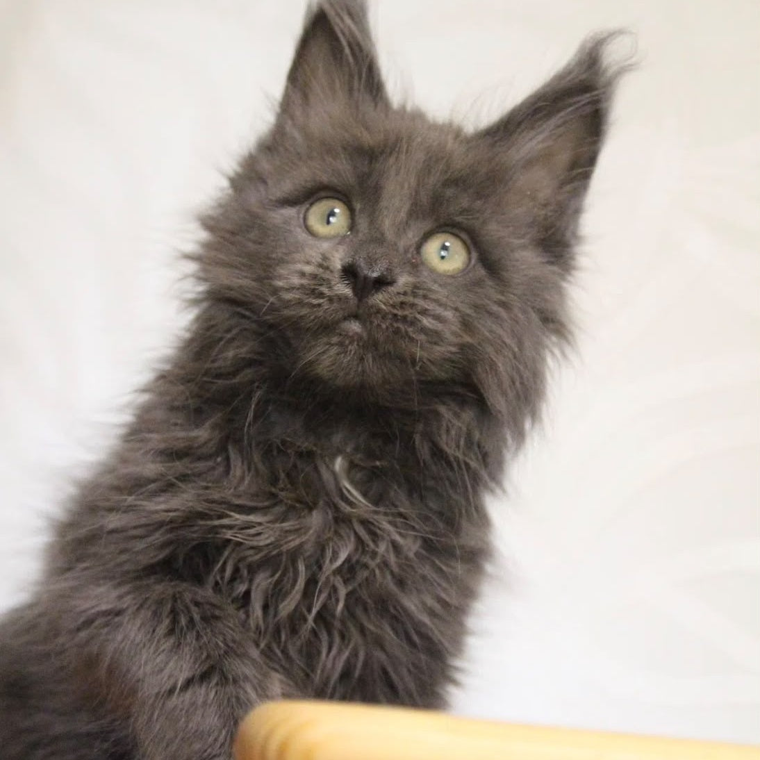 Randy Maine Coon male, blue with white