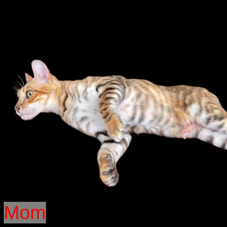 Wulfric Toyger male, black tabby