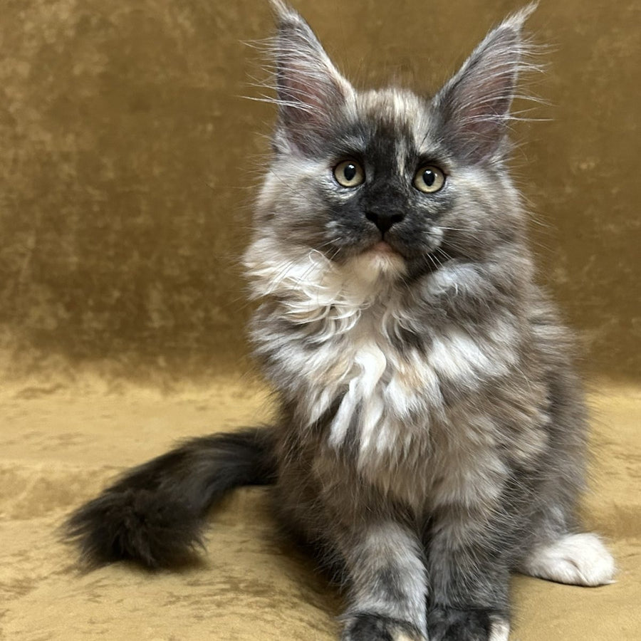 Roxy Maine Coon female, black tortie silver