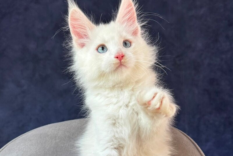 Gar Gar Maine Coon male, red silver with white