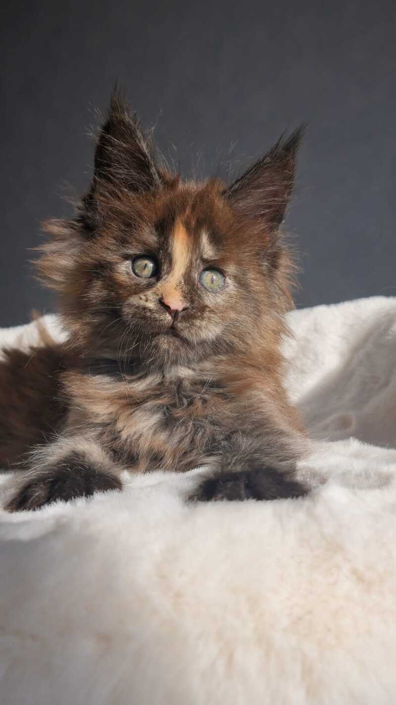 Koketka Maine Coon female black tortie live animals