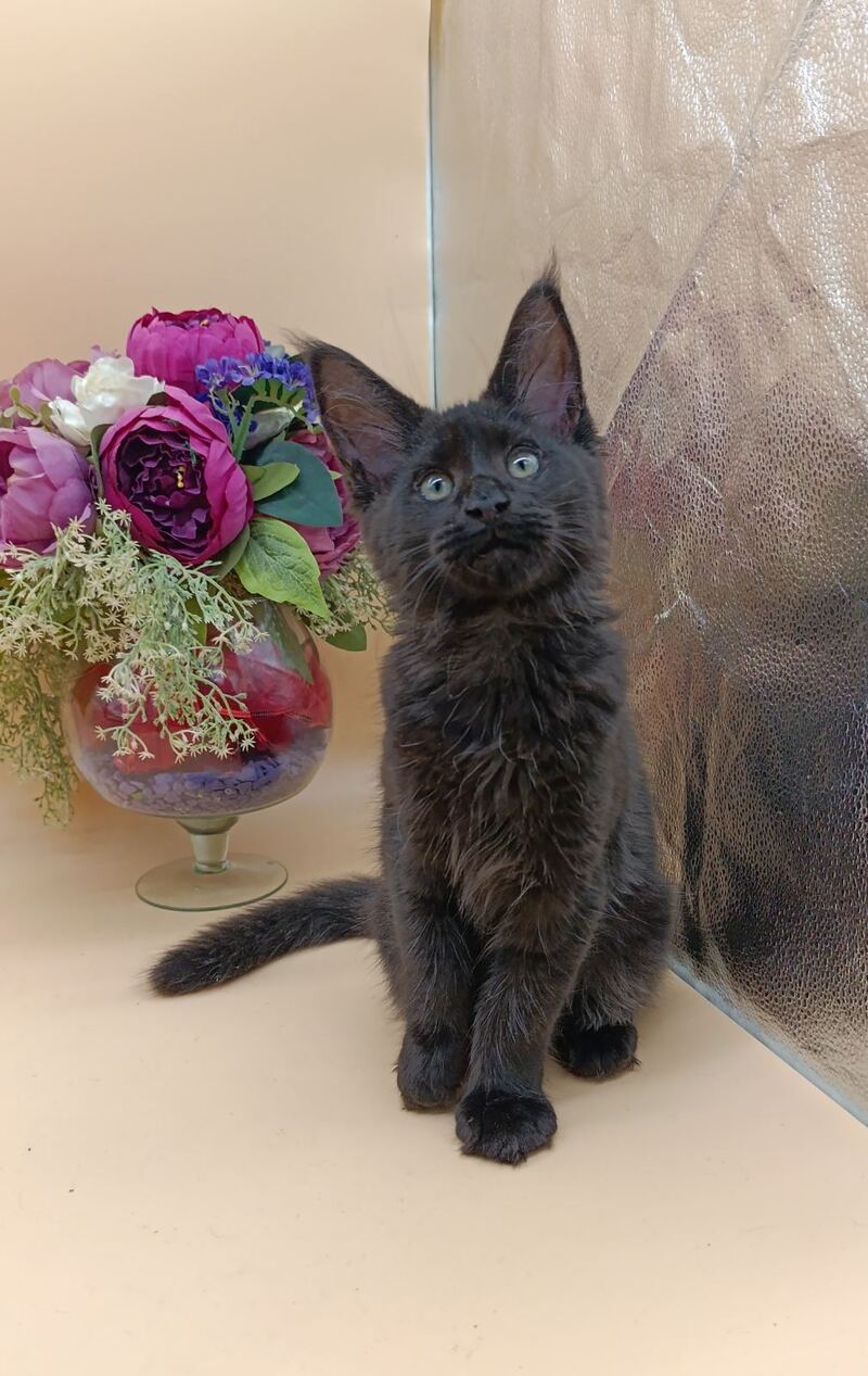 Iris Maine Coon female black silver - live animals
