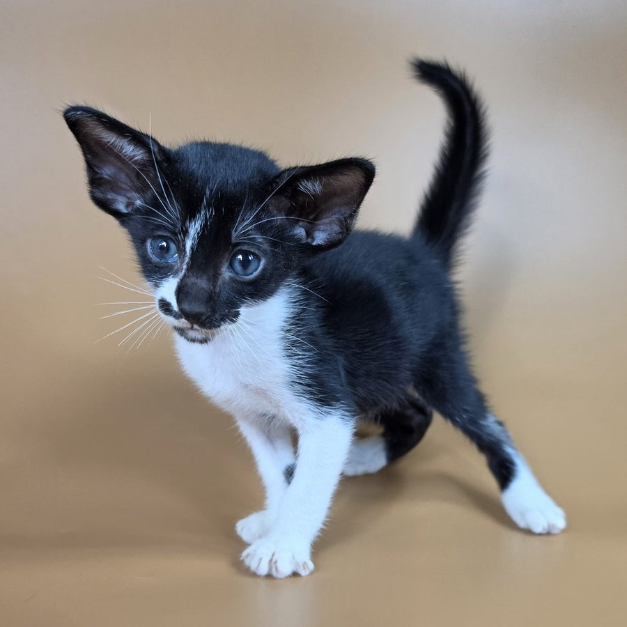 Dreamcake Oriental Shorthair female, black bicolour